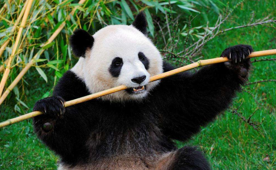 四川将打造大熊猫国家公园