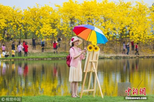 3月7日，佛山大片黄金风铃木盛开，市民游客踏春赏花正当时。霍广良 摄 图片来源：视觉中国