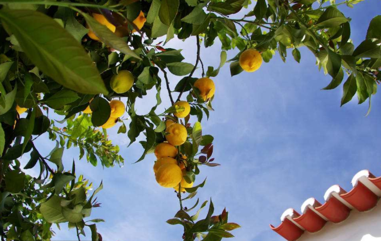 四川资阳新签约6个项目 55亿建国际柠檬产业园柠檬小镇