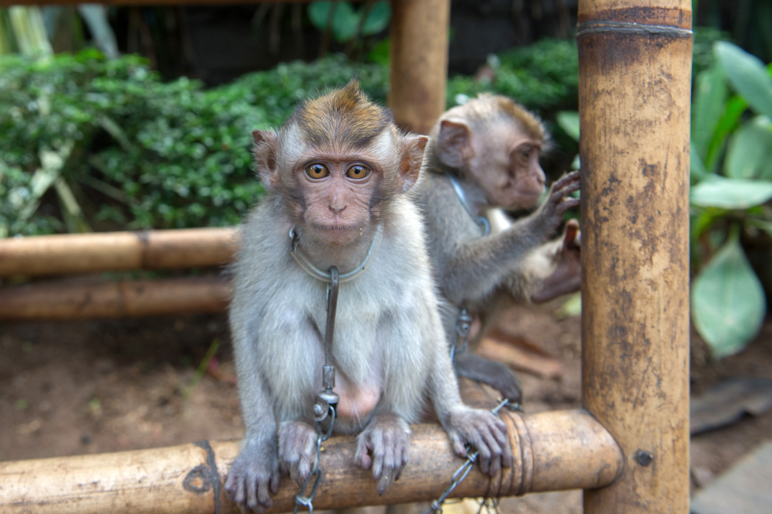 世界动物保护协会发布巴厘岛野生动物旅游娱乐景点调研报告