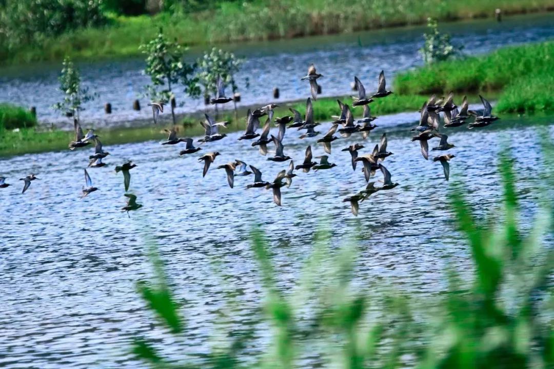 黑龙江：呼兰河口湿地公园等3家4A景区被摘牌