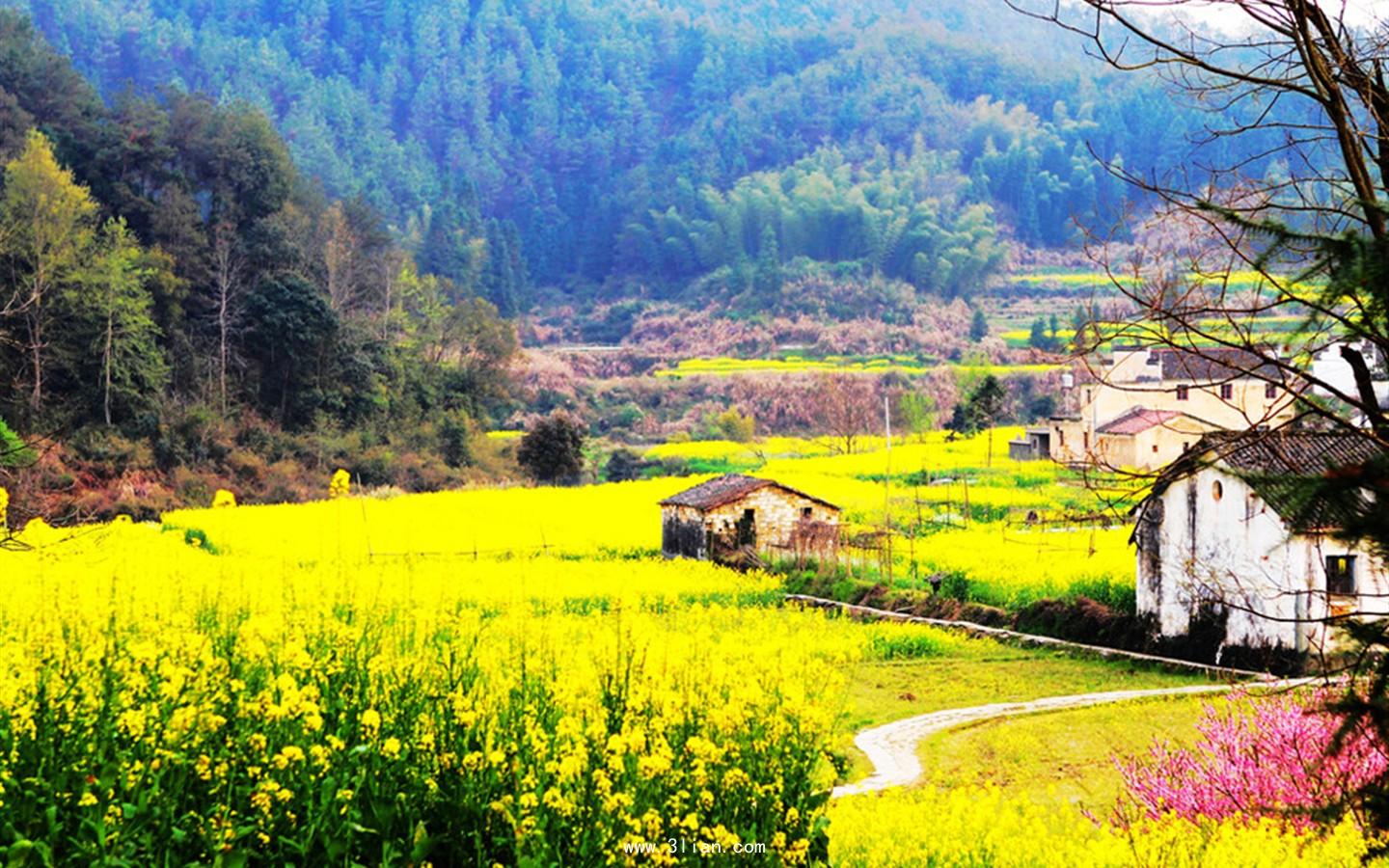 河西走廊大草原，60万亩油菜花七月盛开，成为中国最惊艳的风景__财经头条