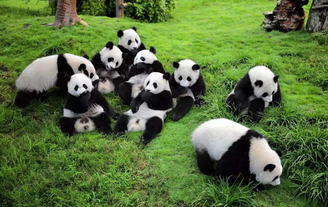 大熊猫国家公园陕西省管理局挂牌
