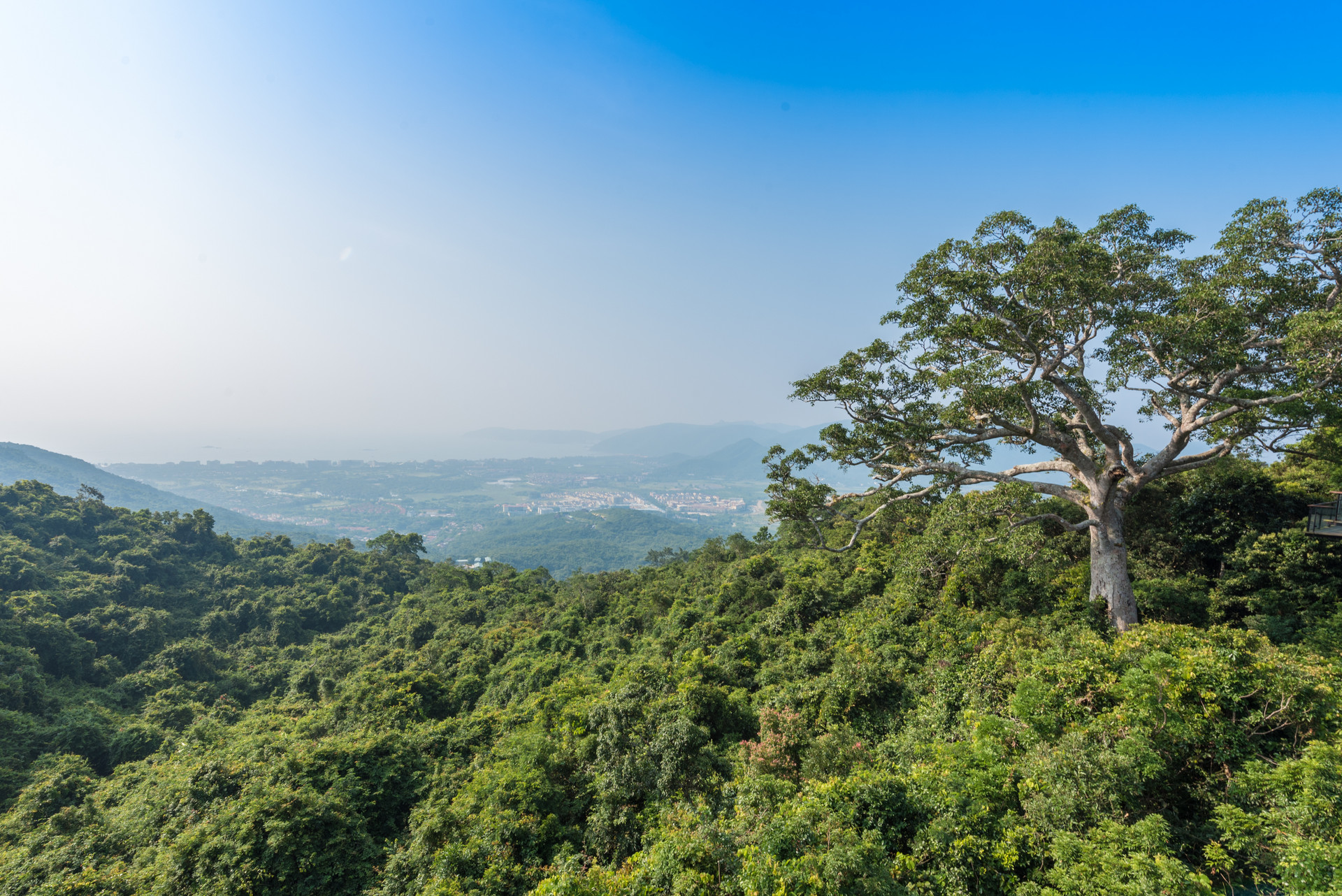 海南设立热带雨林国家公园体制试点区
