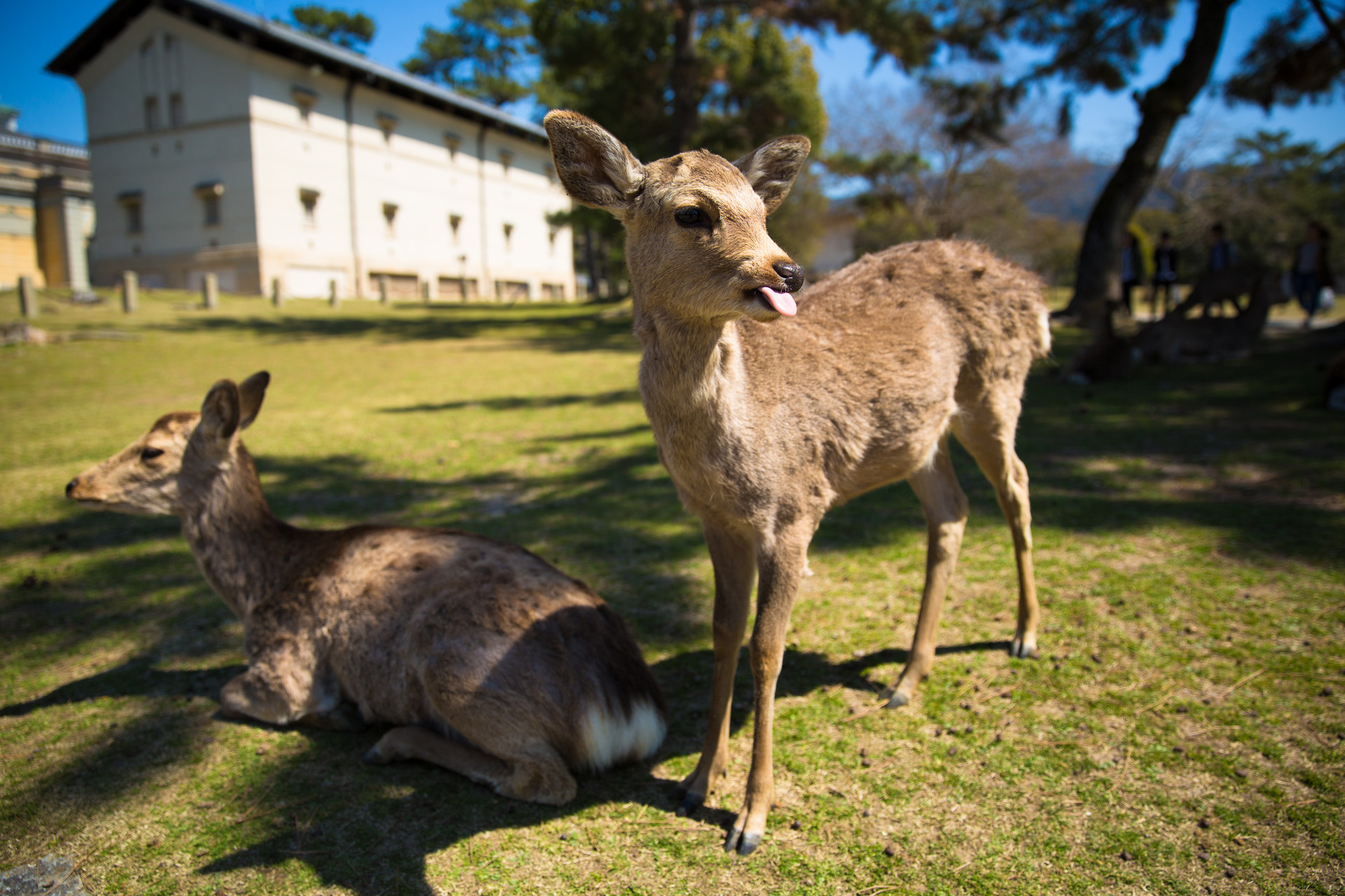 日本鹿咬人事件数创新高 原因是鹿着急吃不到食物