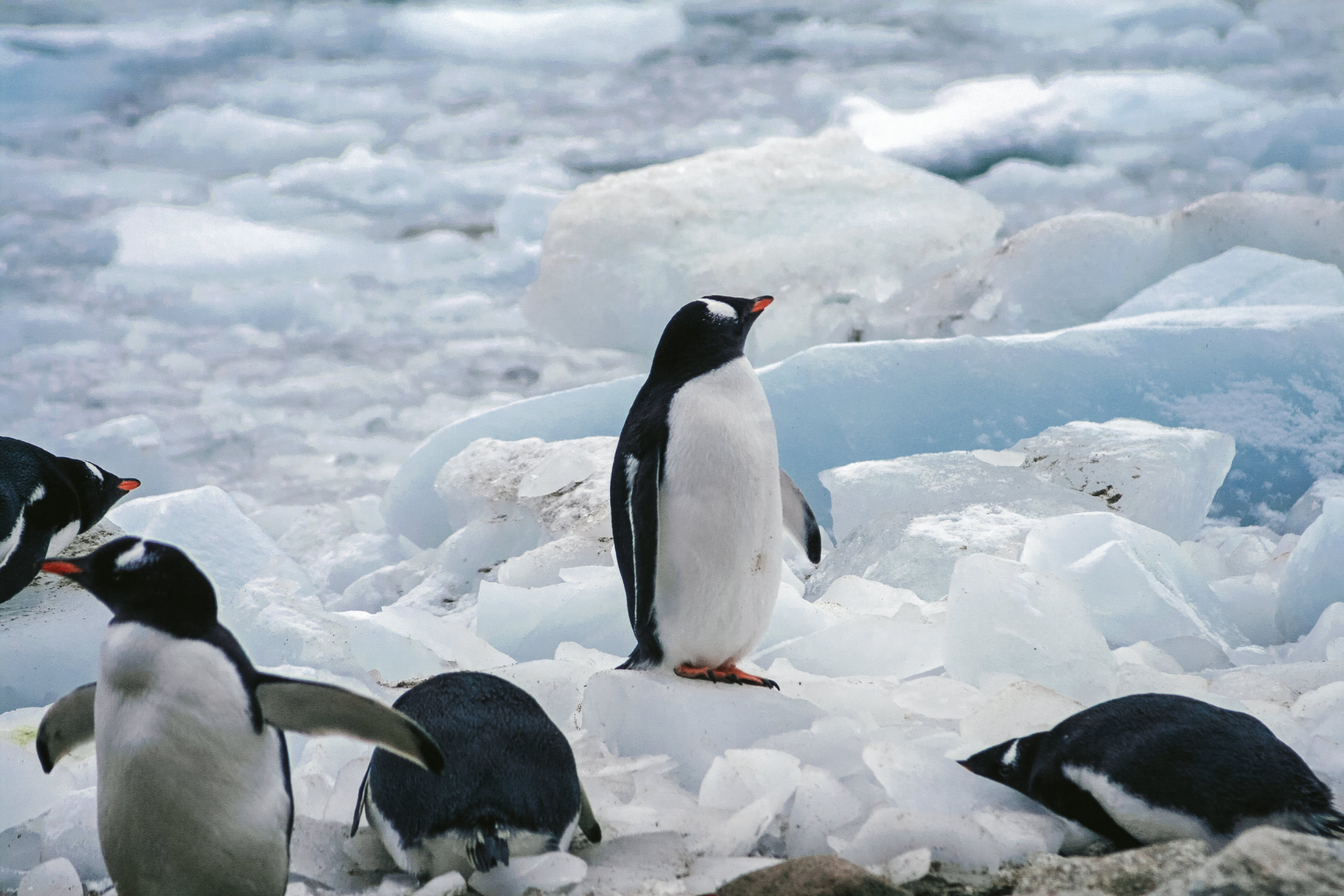 立法在即 南极游有望带上“紧箍咒”
