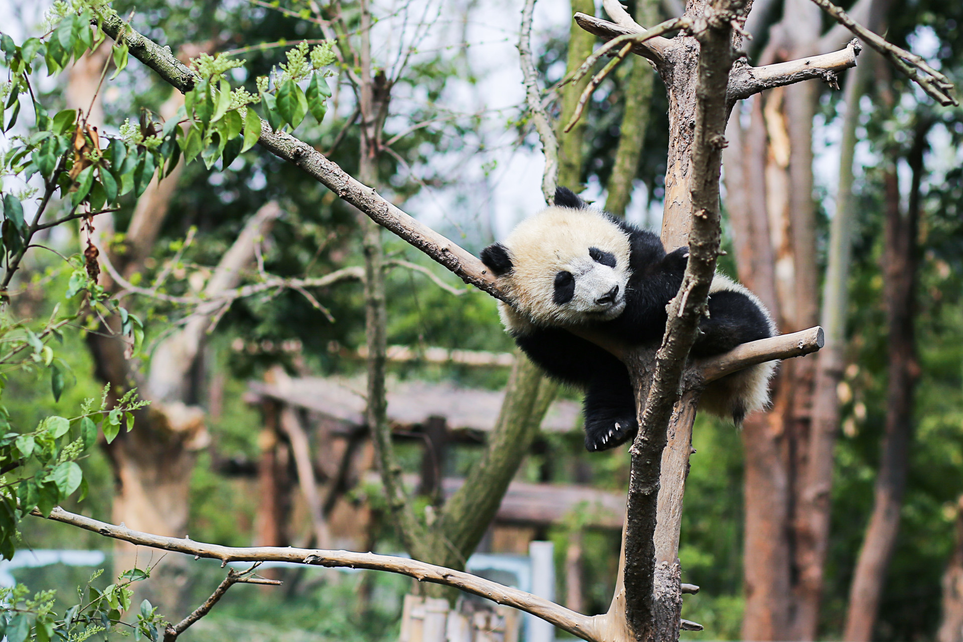 高雄市观光局回应“大熊猫赴高雄”：预计6月赴重庆考察