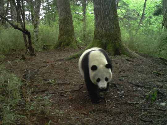《大熊猫国家公园总体规划》编制完成
