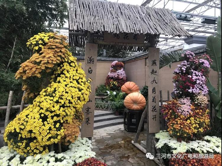 三河旅游又添新亮点 燕郊植物园第六届菊花艺术展傲世登场