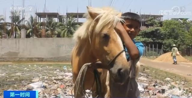 疫情冲击旅游业 孟加拉国度假胜地一个月内21匹马被饿死