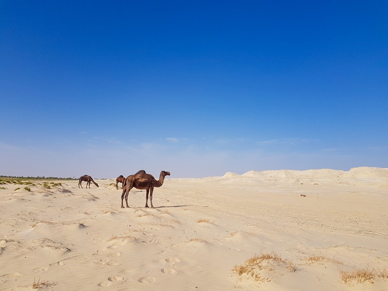 中青旅遨游科技与沙特阿拉伯旅游局达成战略合作
