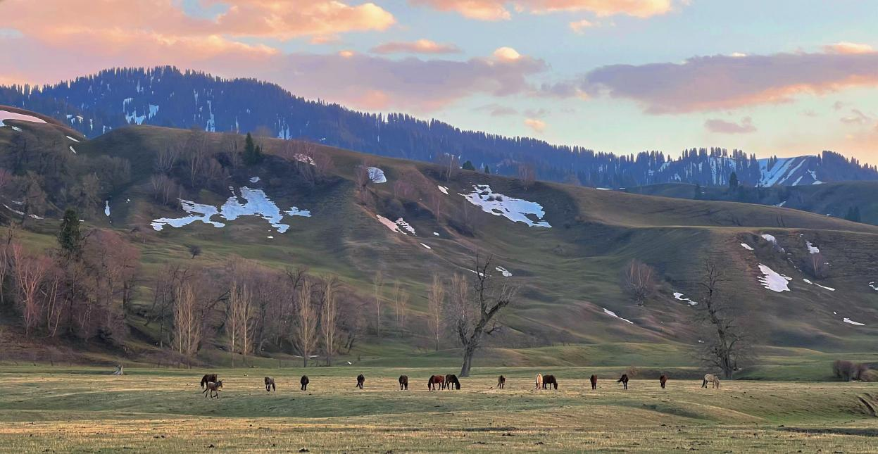 携程度假农庄落地那拉提森林公园 新疆高品质旅游再添黑马