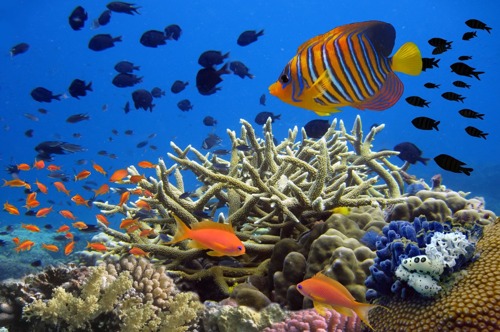 中国禁止进入三亚珊瑚礁开展违规海上旅游活动