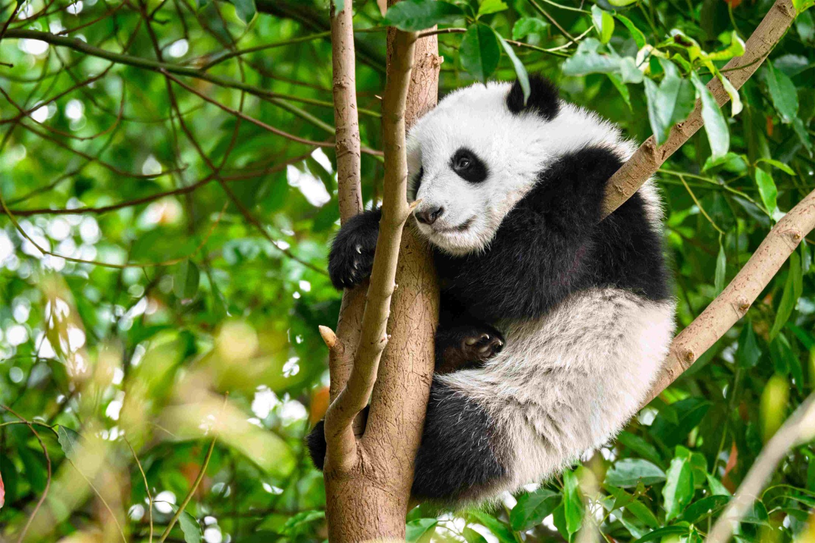 北京房山大熊猫基地明年开园 50只大熊猫将落户北京