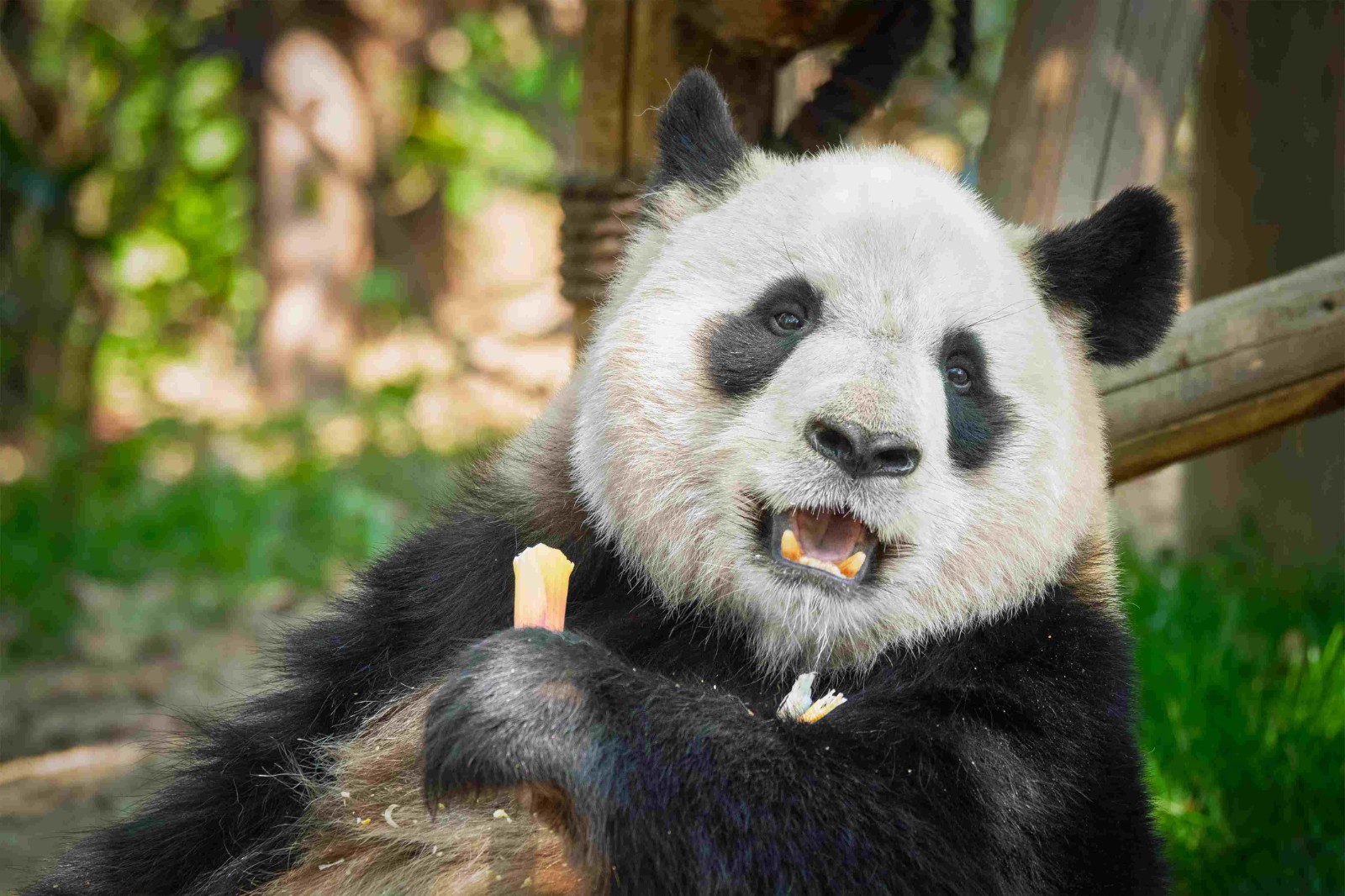 全国人大代表、雅安市市长彭映梅：高水平建设世界大熊猫文化旅游重要目的地